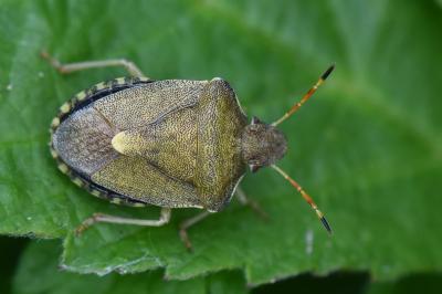 <i>Peribalus strictus</i>