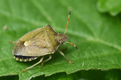 <i>Peribalus strictus</i>