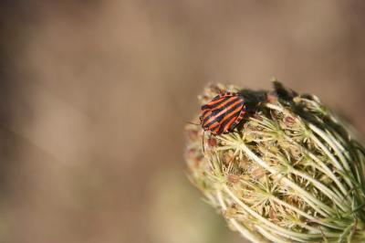 <i>Graphosoma italicum</i>