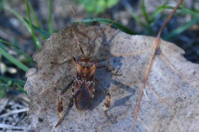 <i>Leptoglossus occidentalis</i>