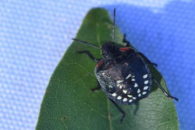 Nezara viridula