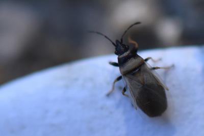 <i>Oxycarenus pallens</i>