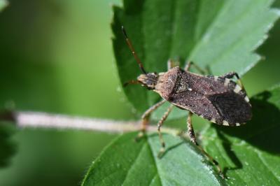 <i>Ceraleptus gracilicornis</i>