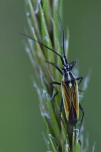 <i>Leptopterna dolabrata</i>