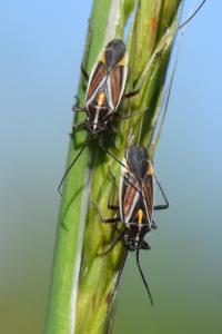 <i>Horistus orientalis</i>