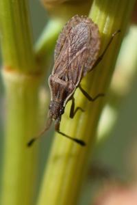 <i>Spathocera lobata</i>