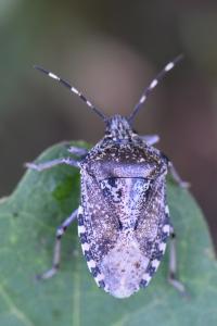 <i>Rhaphigaster nebulosa</i>