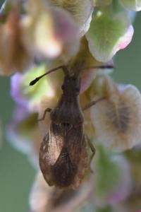 <i>Spathocera lobata</i>