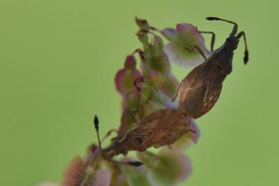 <i>Spathocera lobata</i>