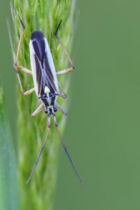 <i>Leptopterna dolabrata</i>