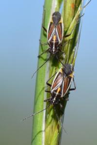 <i>Horistus orientalis</i>