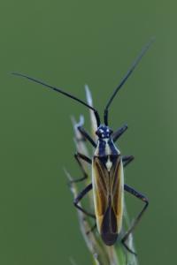 <i>Leptopterna dolabrata</i>