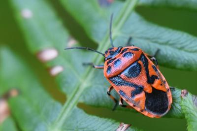 <i>Eurydema ornata</i>