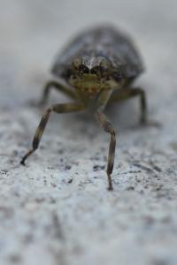 <i>Issus coleoptratus</i>