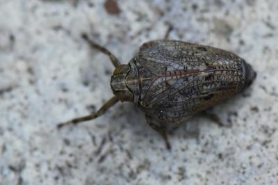 <i>Issus coleoptratus</i>