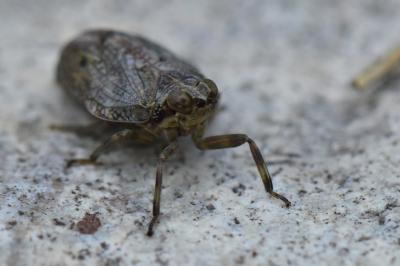 <i>Issus coleoptratus</i>