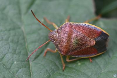 <i>Piezodorus lituratus</i>