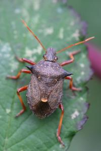 <i>Picromerus bidens</i>
