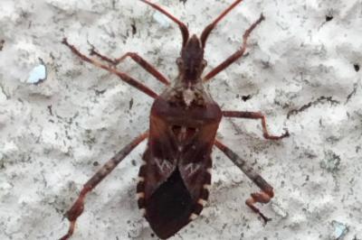 <i>Leptoglossus occidentalis</i>