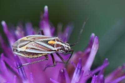 <i>Horistus orientalis</i>