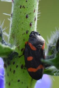 <i>Cercopis intermedia</i>