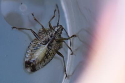 <i>Elasmucha grisea</i>