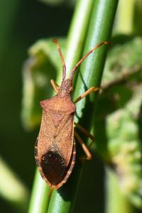 <i>Gonocerus acuteangulatus</i>