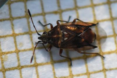 <i>Kleidocerys ericae</i>