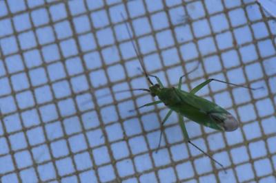 <i>Blepharidopterus angulatus</i>