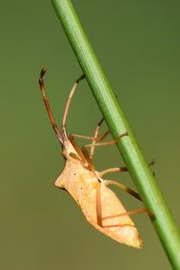 <i>Gonocerus acuteangulatus</i>