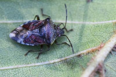 <i>Elasmucha grisea</i>