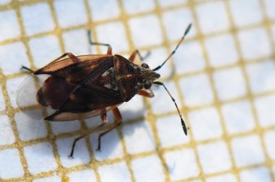 <i>Kleidocerys ericae</i>