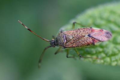 <i>Pantilius tunicatus</i>