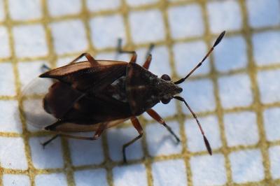 <i>Kleidocerys ericae</i>