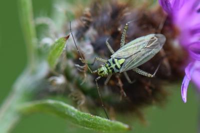 <i>Oncotylus viridiflavus</i>