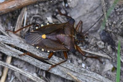 <i>Pentatoma rufipes</i>