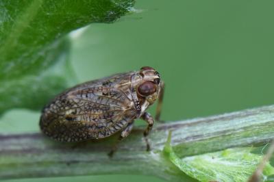 <i>Issus coleoptratus</i>