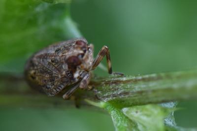 <i>Issus coleoptratus</i>