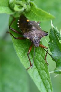 <i>Pentatoma rufipes</i>