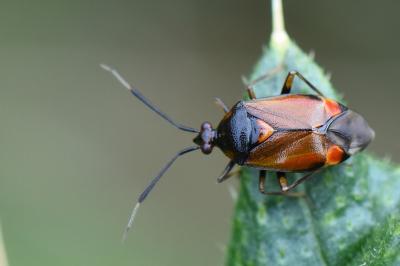 <i>Deraeocoris ruber</i>