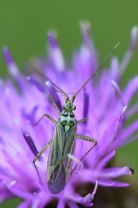 <i>Oncotylus viridiflavus</i>