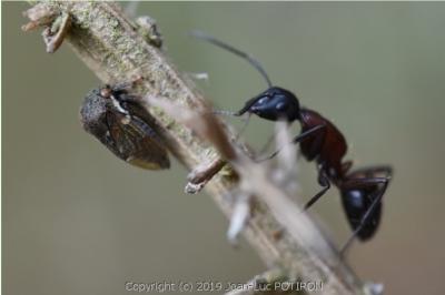 <i>Gargara genistae</i>