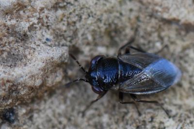 <i>Geocoris megacephalus</i>