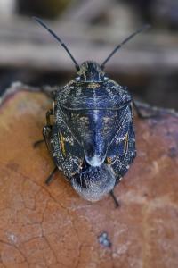 <i>Holcogaster fibulata</i>