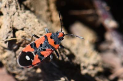 <i>Lygaeus equestris</i>