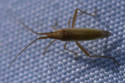 <i>Stenodema laevigata</i>