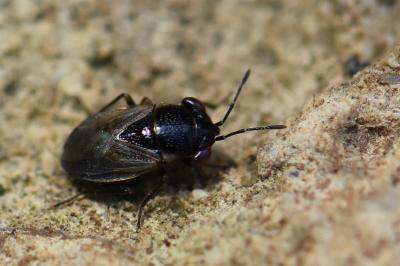 <i>Geocoris megacephalus</i>