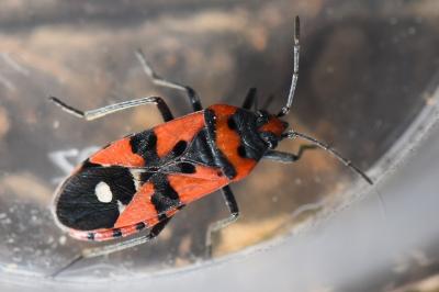 Lygaeus equestris