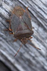 Palomena prasina
