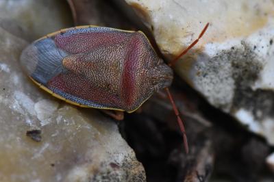 <i>Piezodorus lituratus</i>